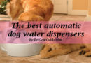 Best automatic dog water dispensers to buy