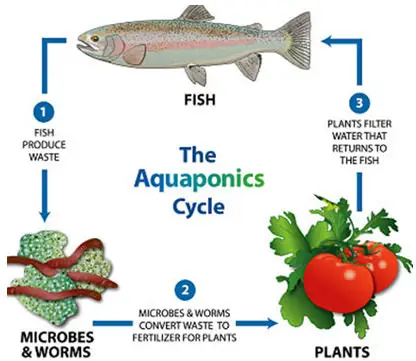the aquaponic cycle
