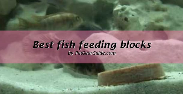 best fish feeding blocks