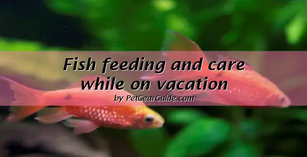 Fish feeding and care while on vacations