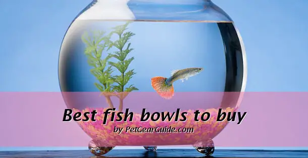 Best fish bowls to buy