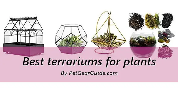 Best terrariums for plants