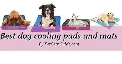 Best dog cooling pads and mats to keep your pet cool and happy