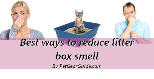 Best ways to reduce litter box smell