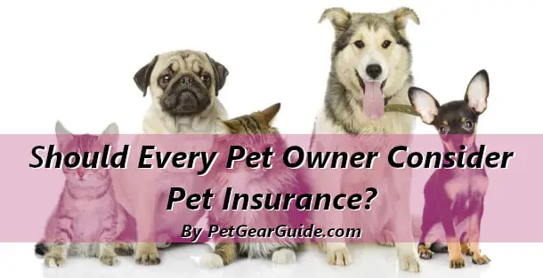 Should Every Pet Owner Consider Insurance